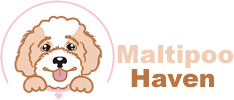 maltipoohaven.com